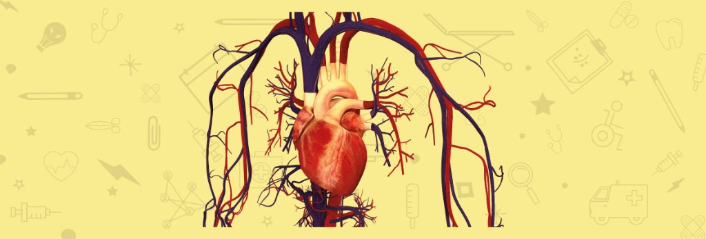 Kalbin İletim Sistemi